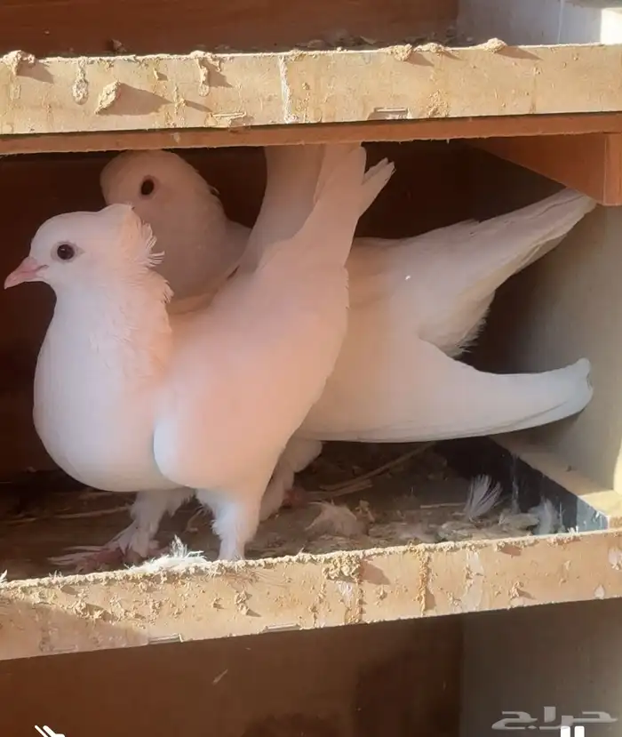 بيع حمام صنعاني أصل أبيض صك 4