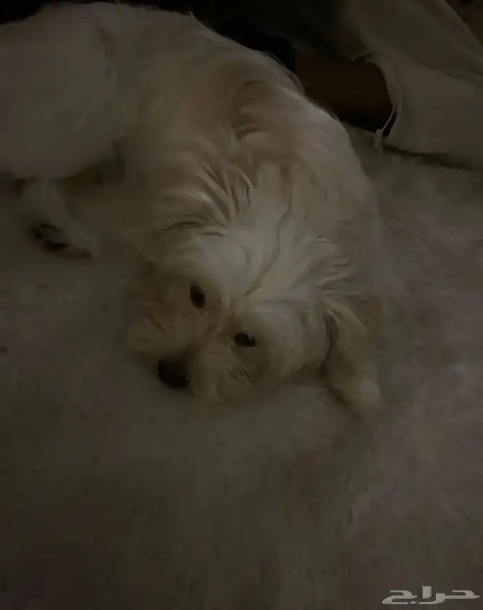 كلب للبيع بسعر قابل للتفاوض 1