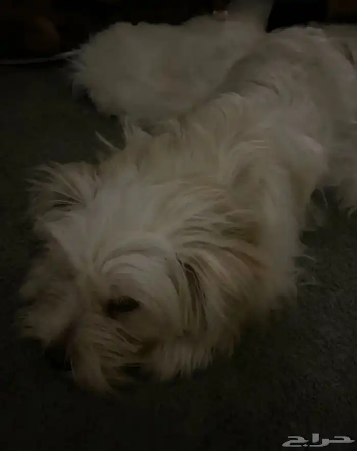 كلب للبيع بسعر قابل للتفاوض 2