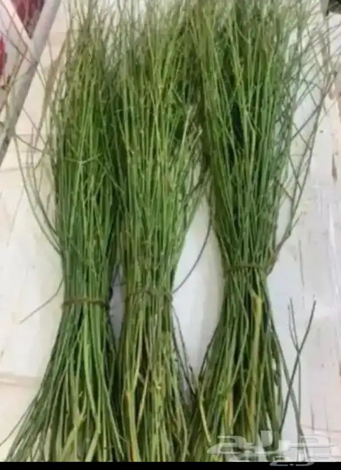 مرخ طازج احجز قبل نفاذ الكميه 1