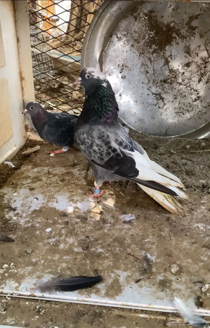 حمام قطايف 8