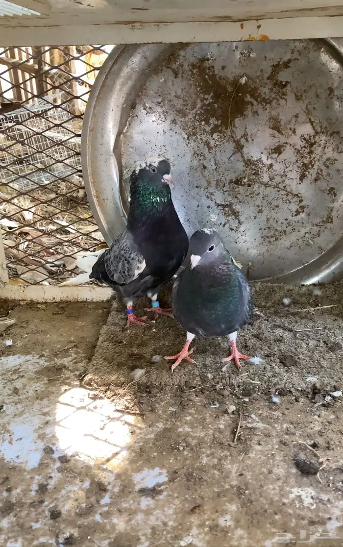 حمام قطايف 10