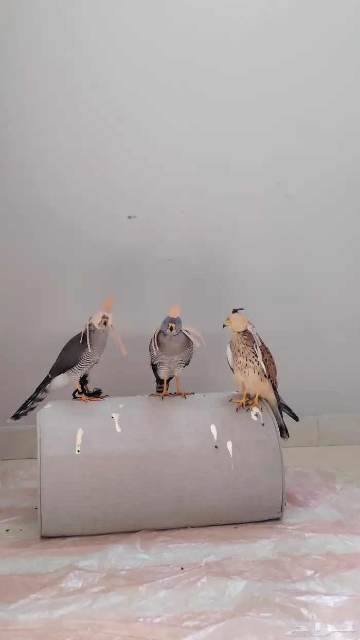 2 بازات تم البيع 0