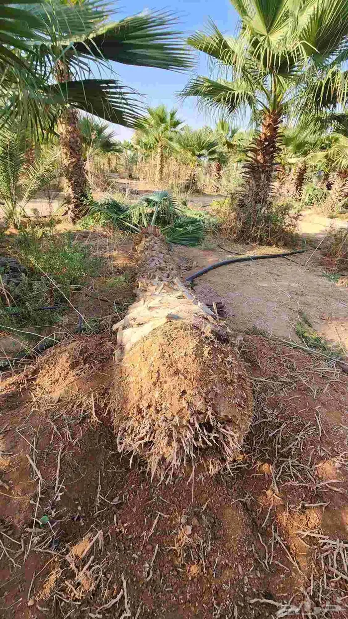 نخل للبيع جميع لانواع 1