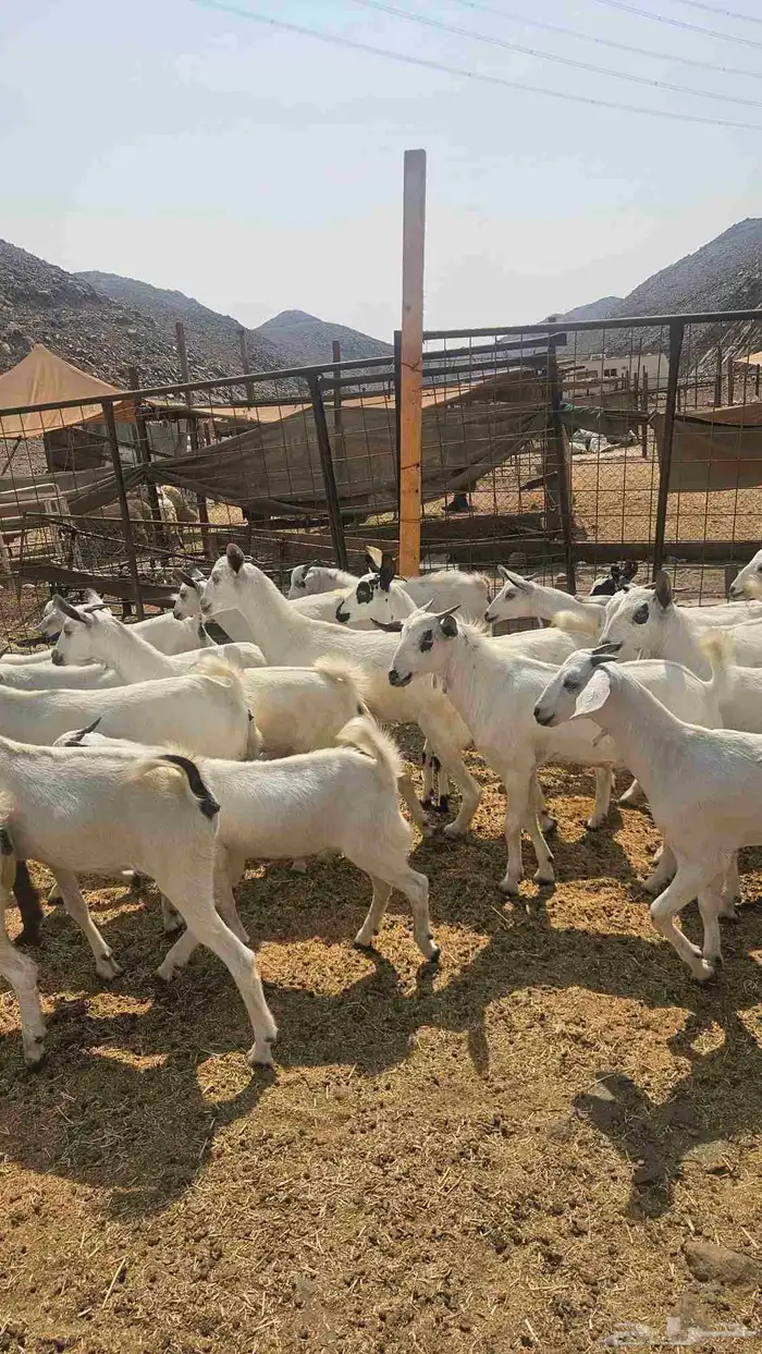 جفار بلدي 2