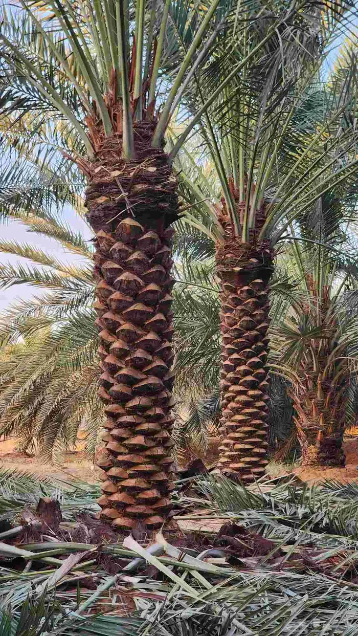 نخل للبيع جميع لانواع 3