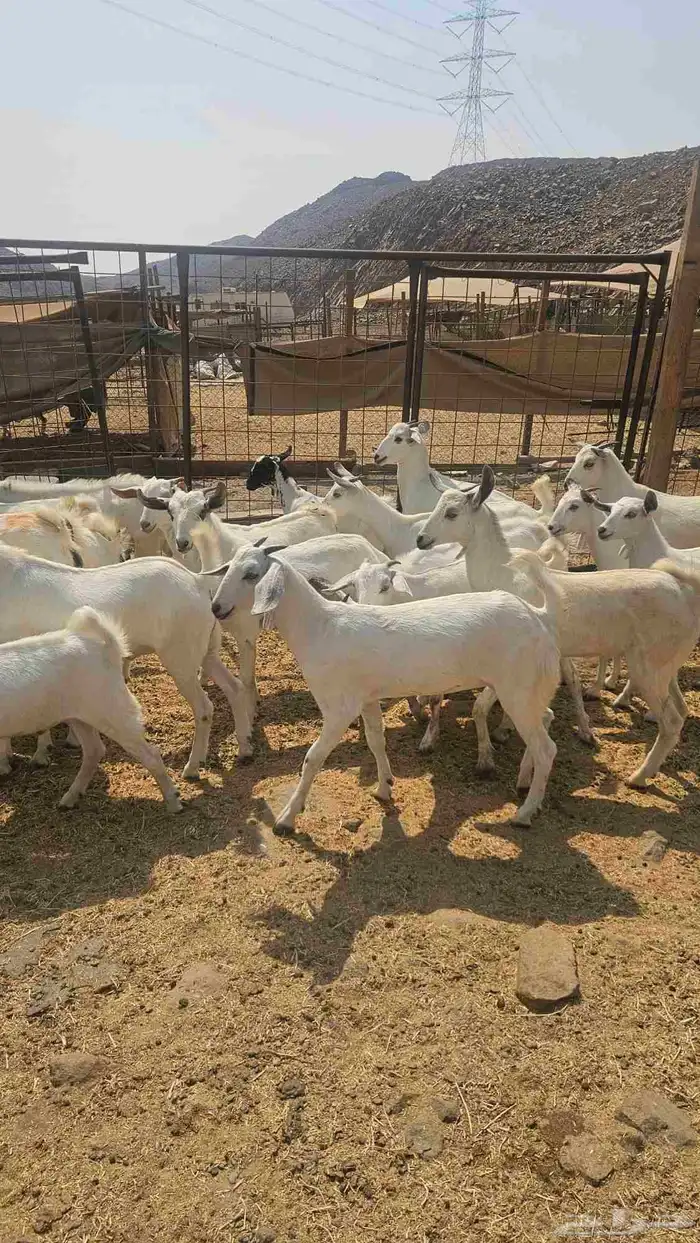جفار بلدي 1