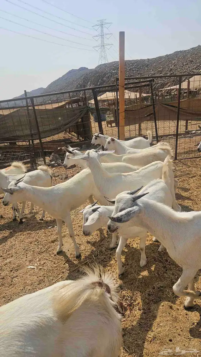 جفار بلدي 0