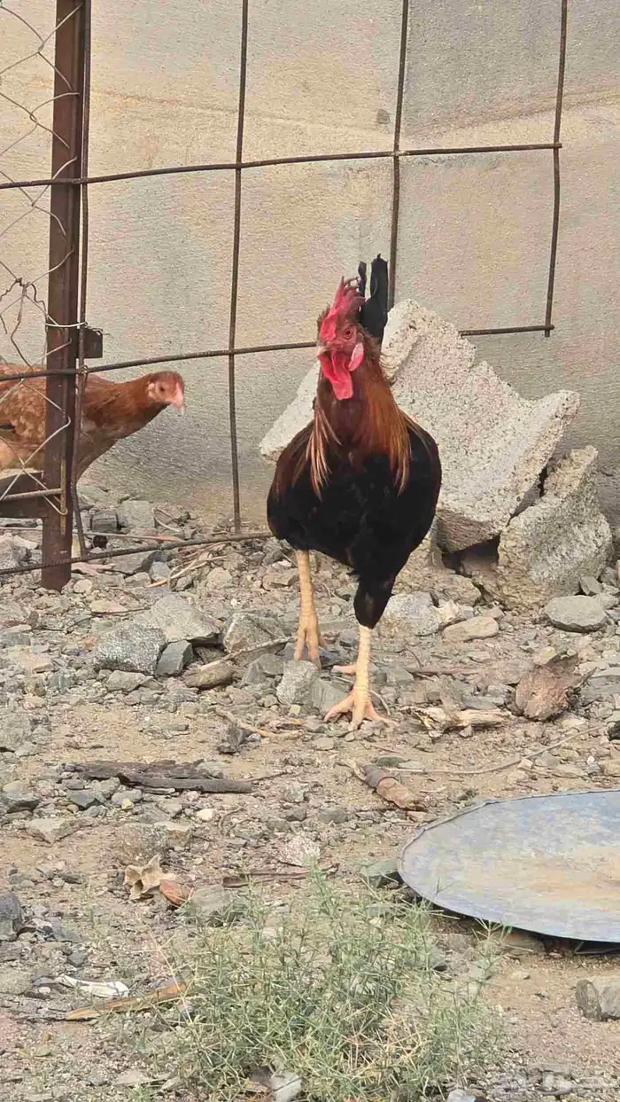 دجاج للبيع ترثه ذكر وأنثى 0