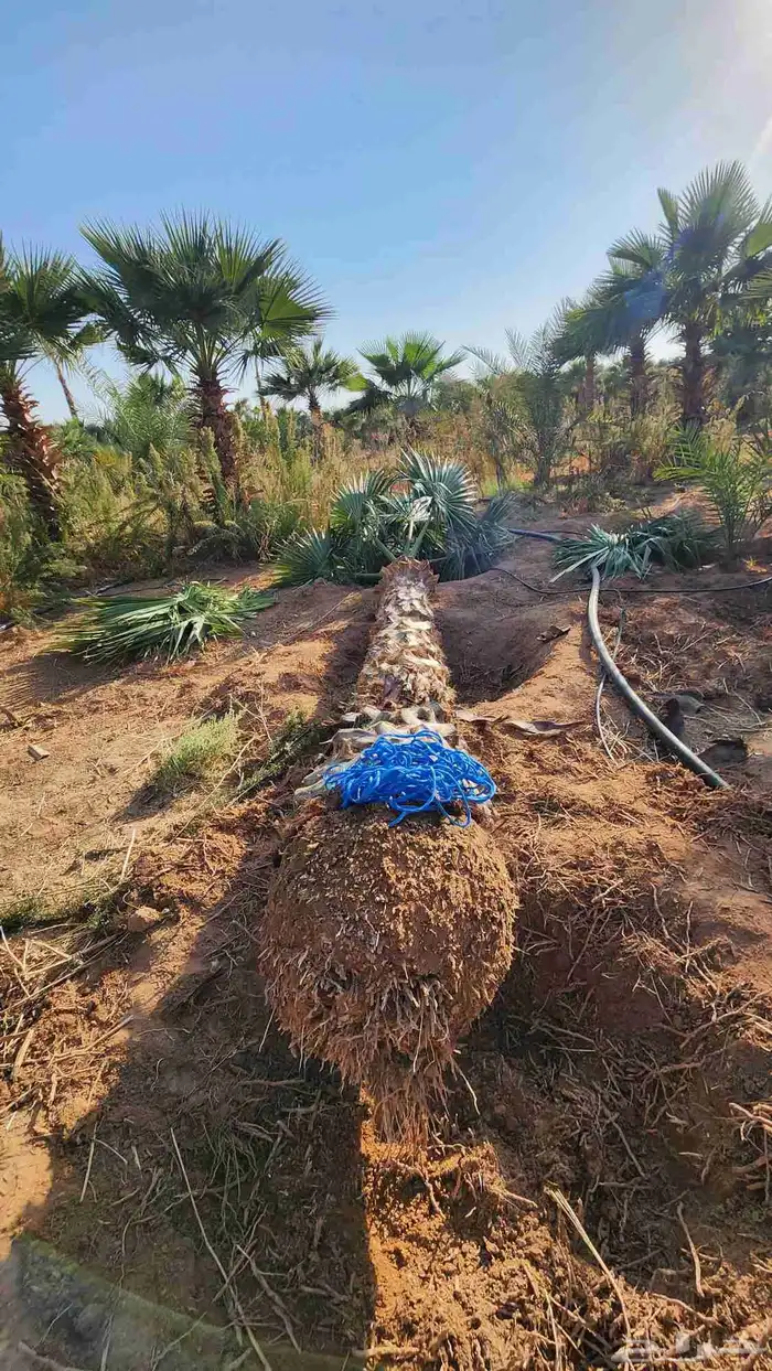 نخل للبيع جميع لانواع 2