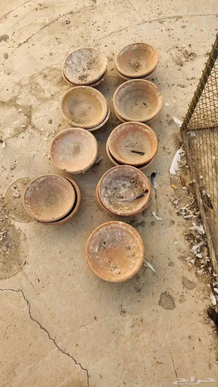 فخار بيض لطيور 0