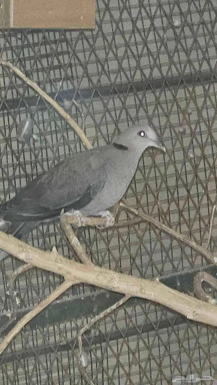 يماما احمر العين( ساق حر) 5