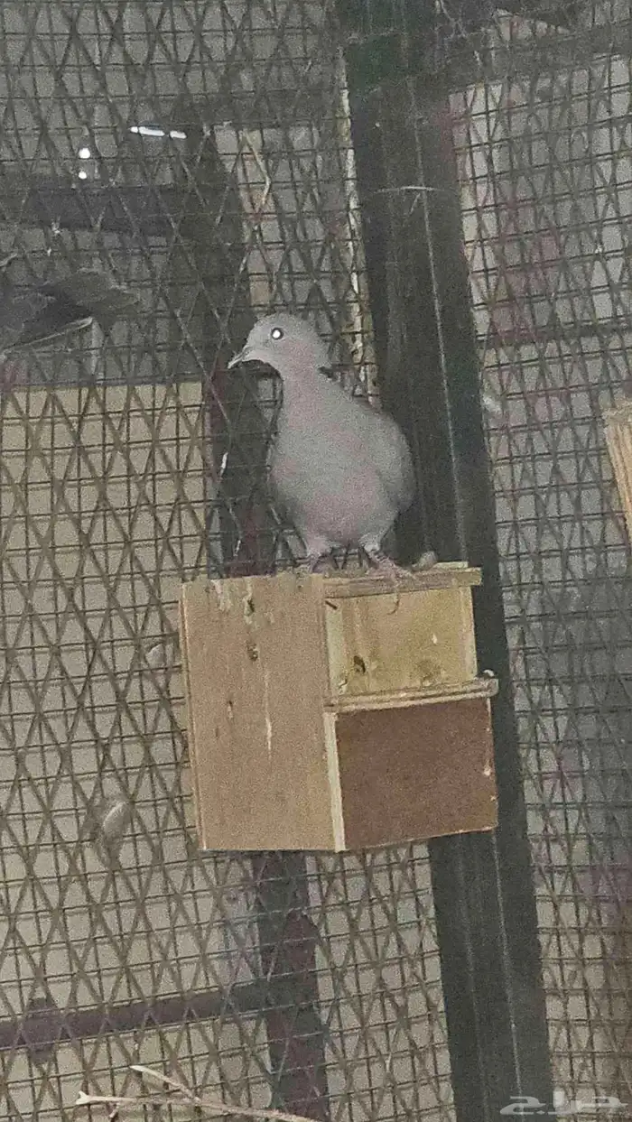 يماما احمر العين( ساق حر) 6