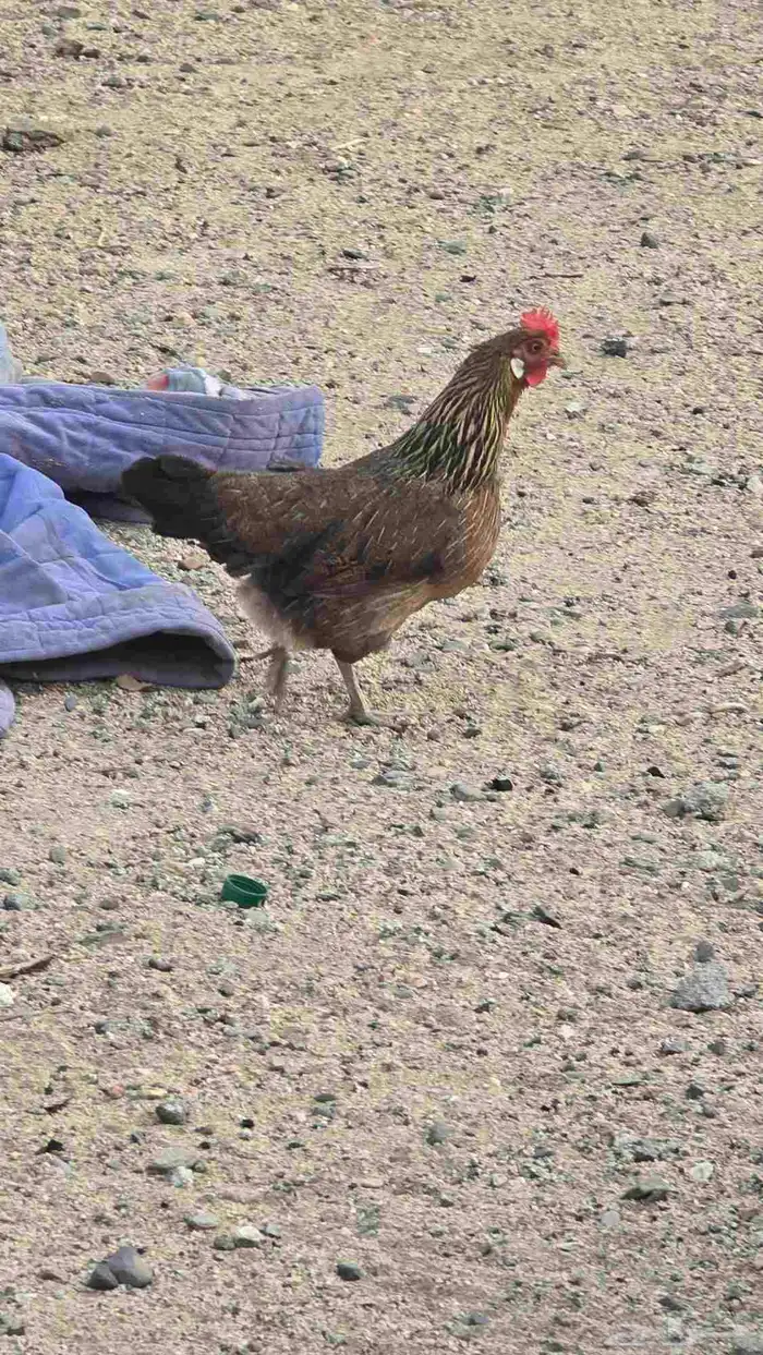 دجاج للبيع ترثه ذكر وأنثى 2