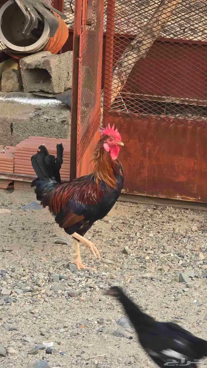دجاج للبيع ترثه ذكر وأنثى 1
