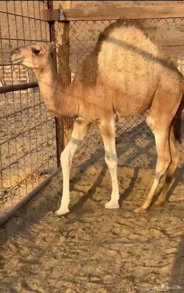 قعدان وبكار للبيع كفو التواصل اتصال 2