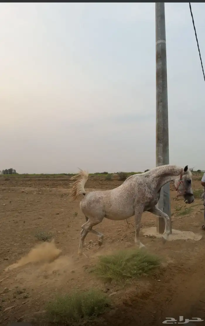 فرس شعبية 0