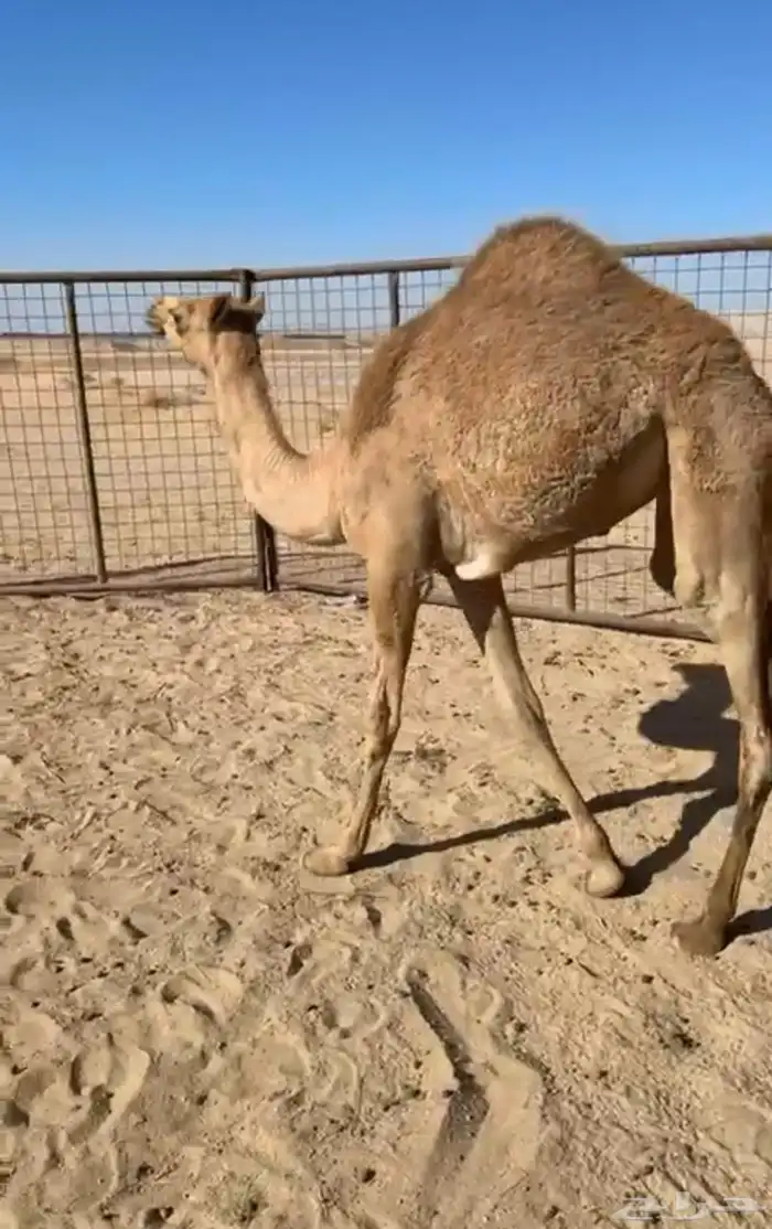 بكره للبيع 2