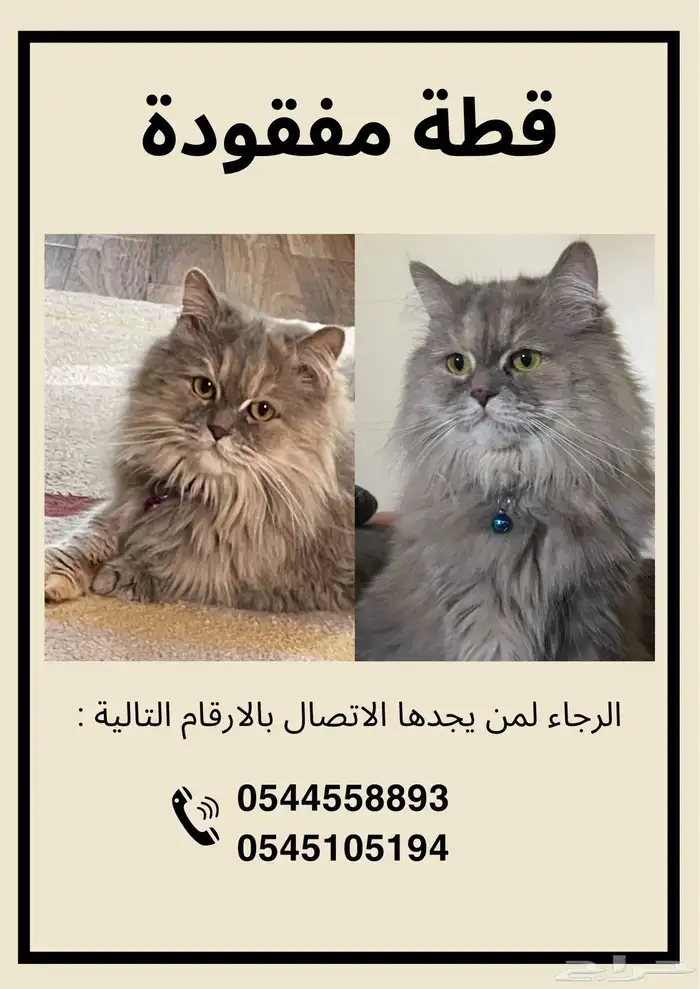 قطه مفقوده بحي النبلاء 0