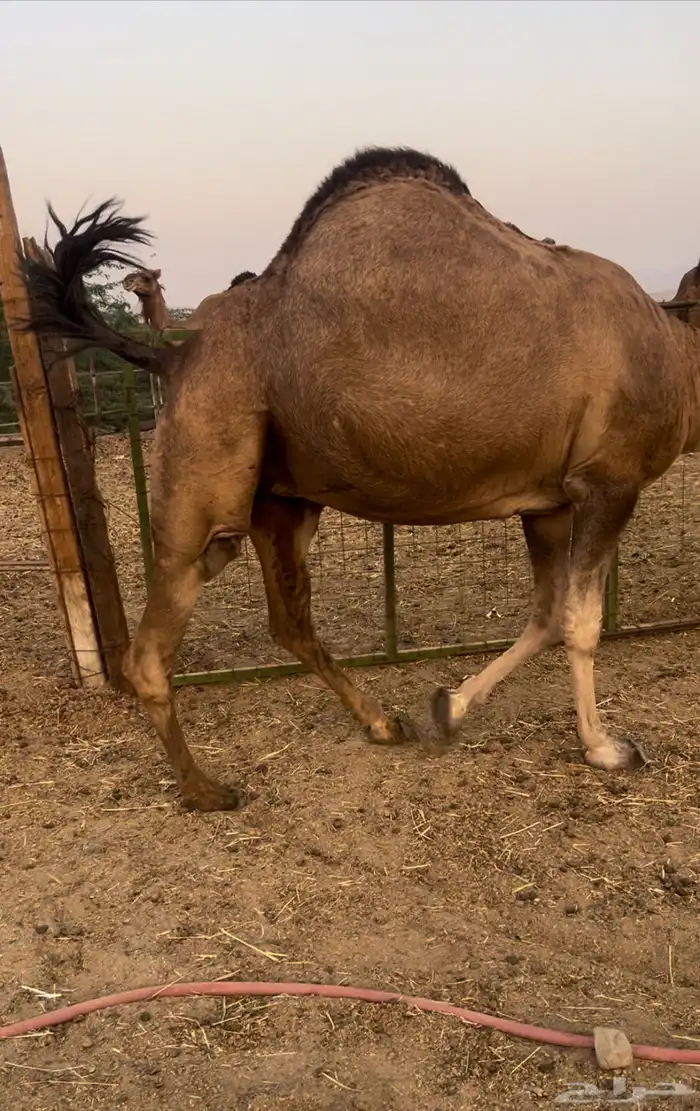 لقحه كفو 0