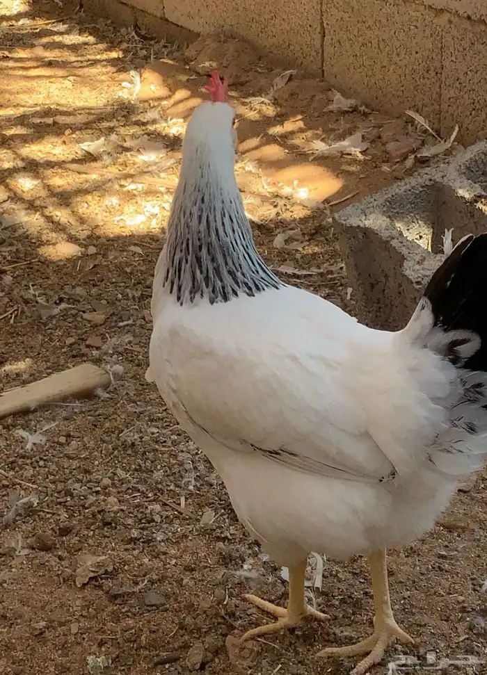 بيض فرنسي مخصب 6