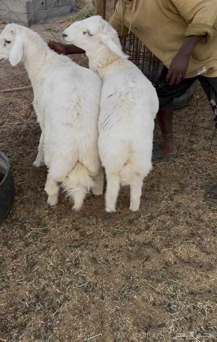 طليان للبيع 6