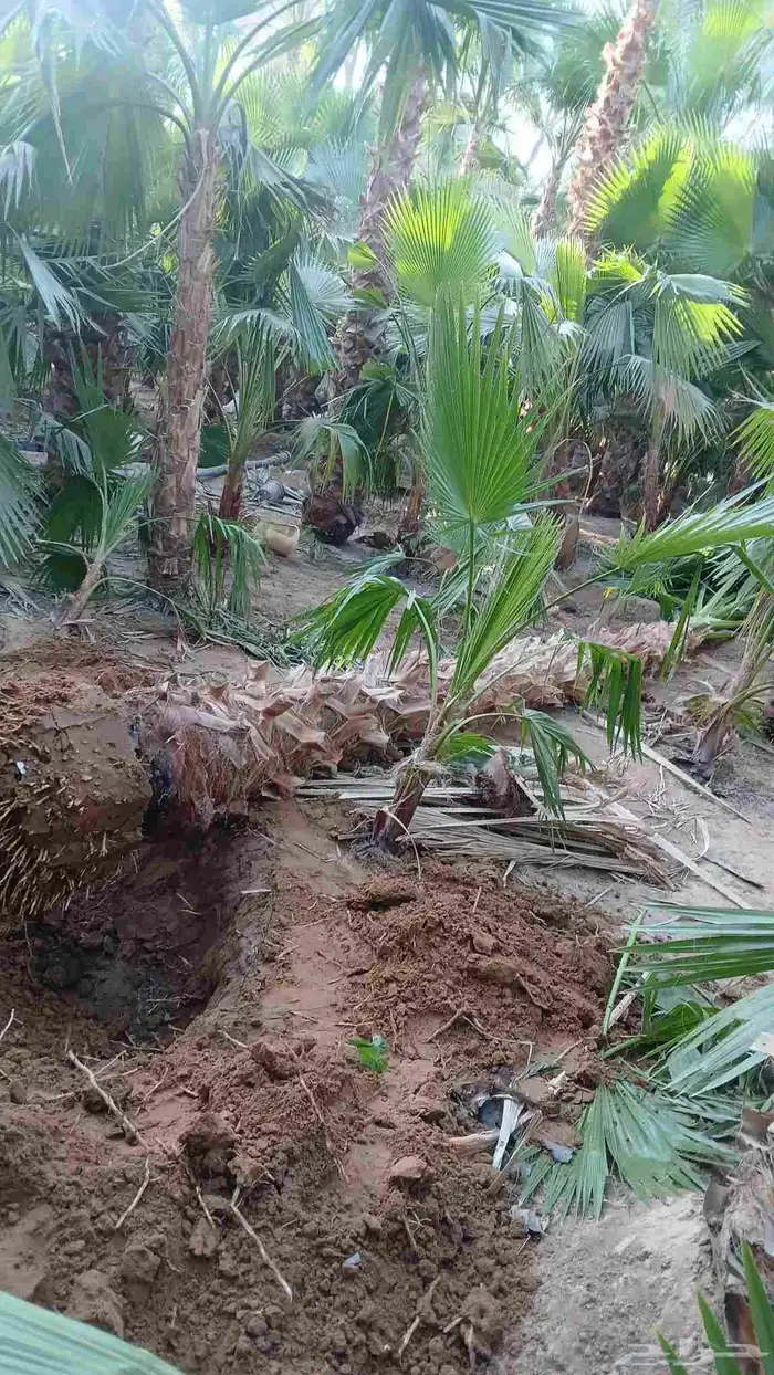 يوجد لدينا نخيل عربي ووشنطني أمريكي جميع المقسات 1