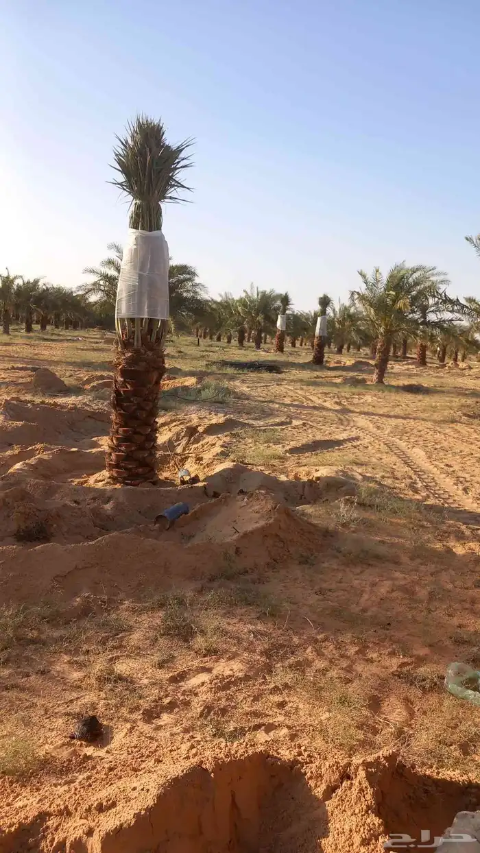 يوجد نخيل للبيع عربي واشنطن 0