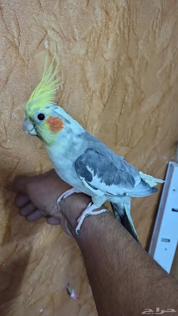 Tamed cockatiel pair 10
