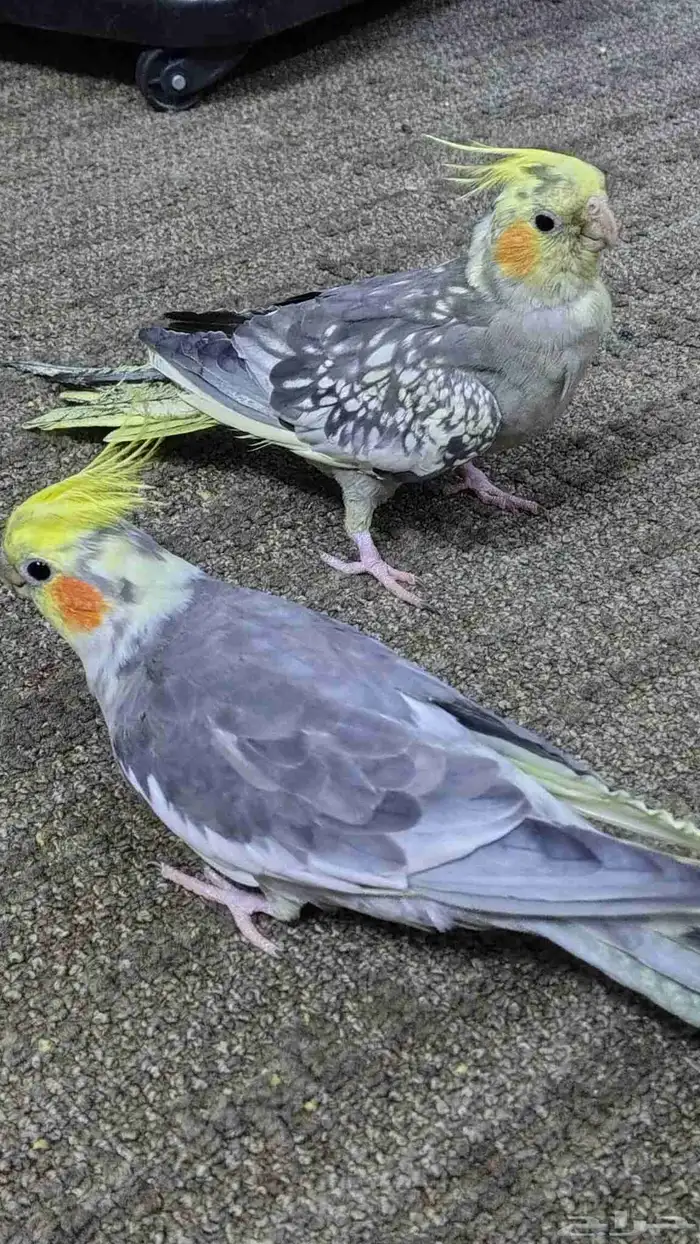 Tamed cockatiel pair 6