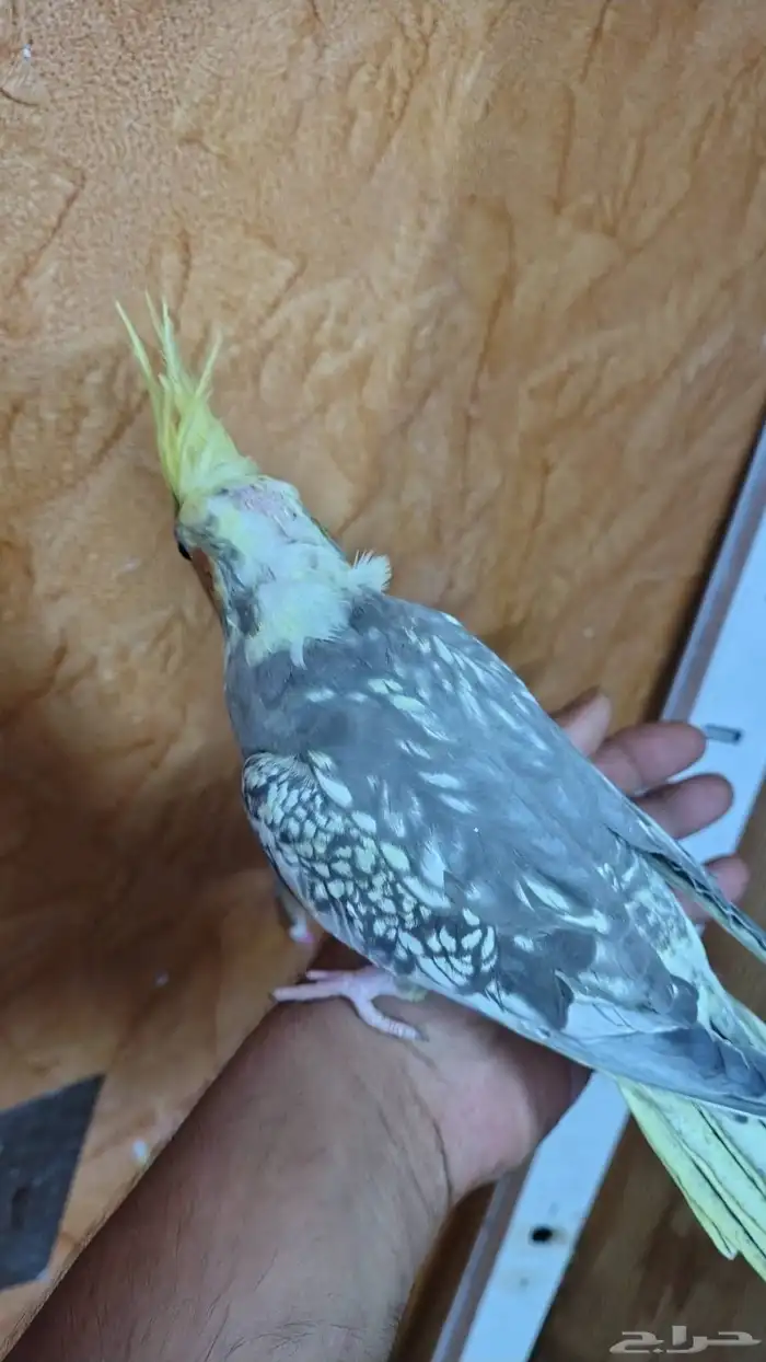 Tamed cockatiel pair 12