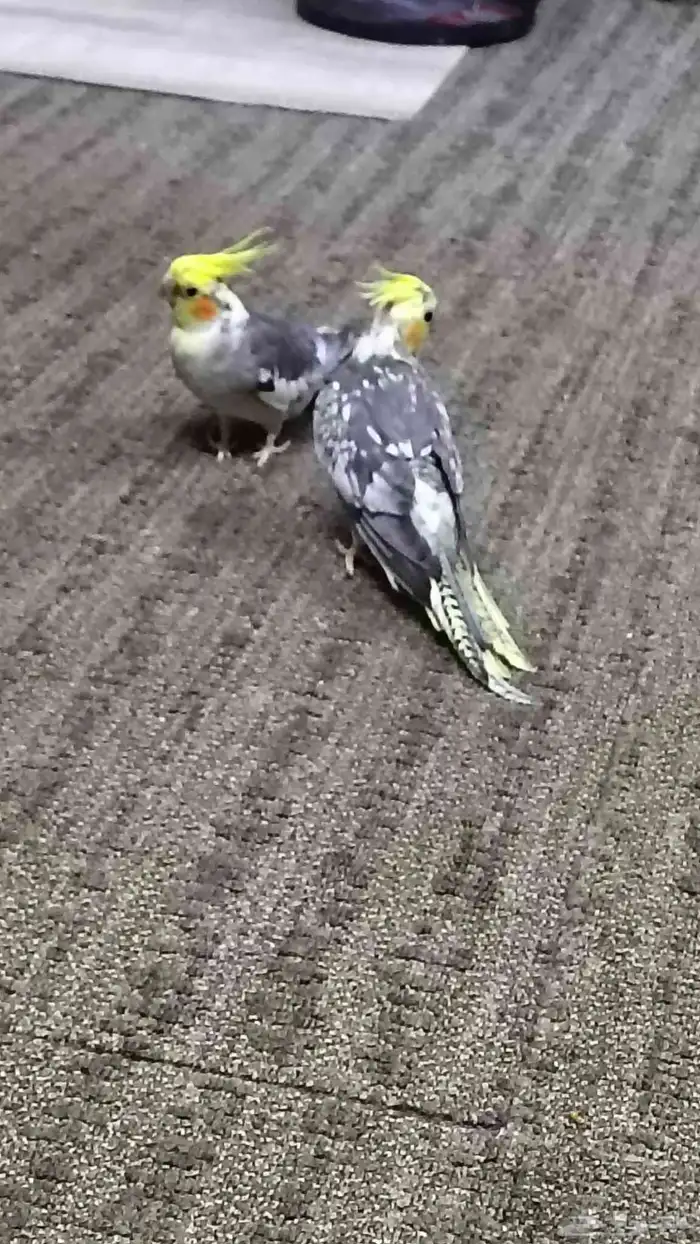 Tamed cockatiel pair 4