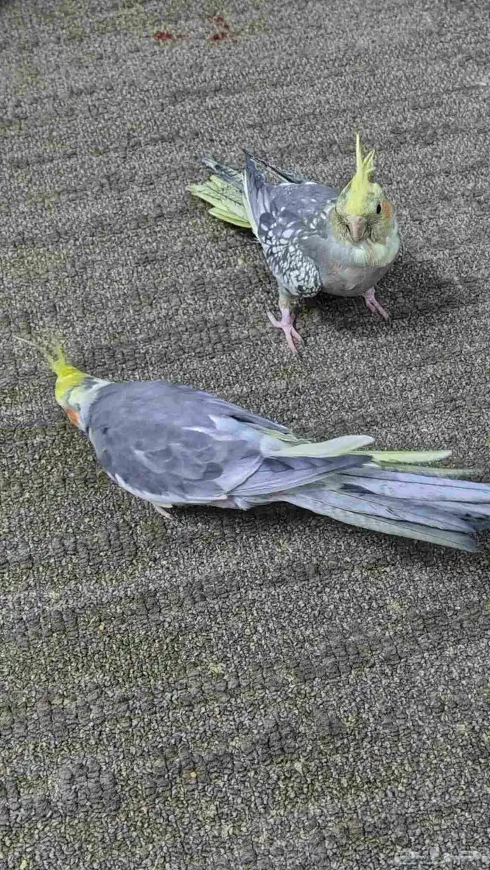 Tamed cockatiel pair 5