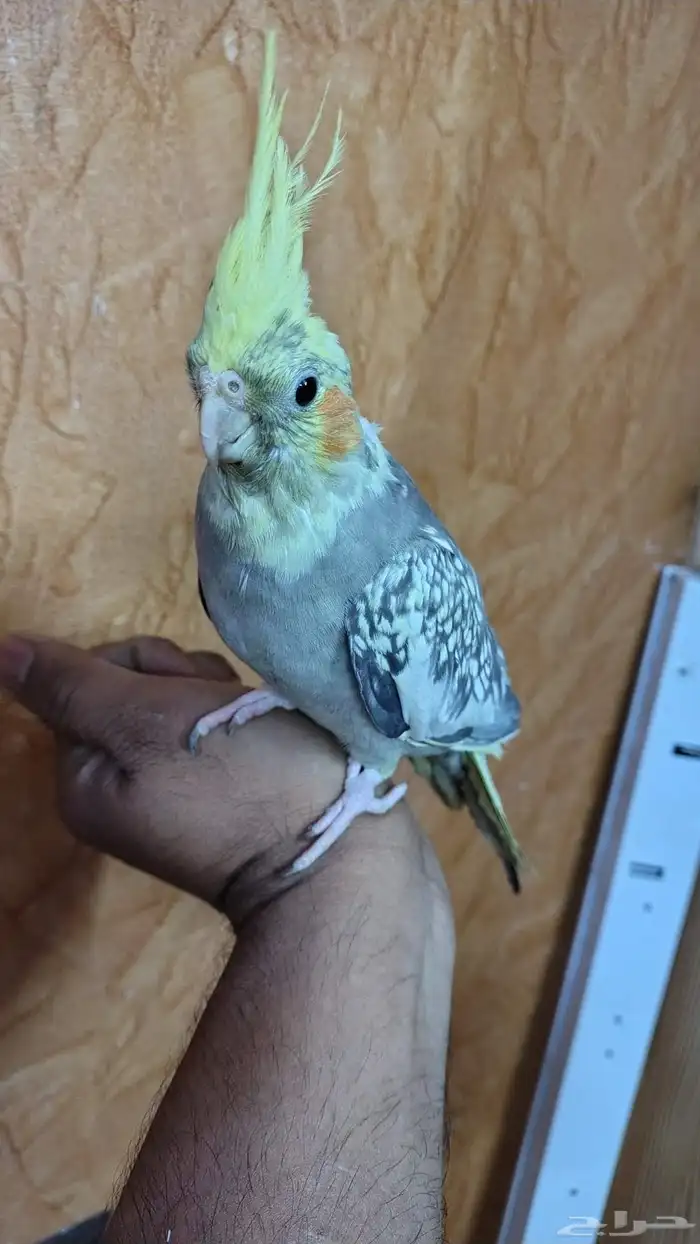 Tamed cockatiel pair 11