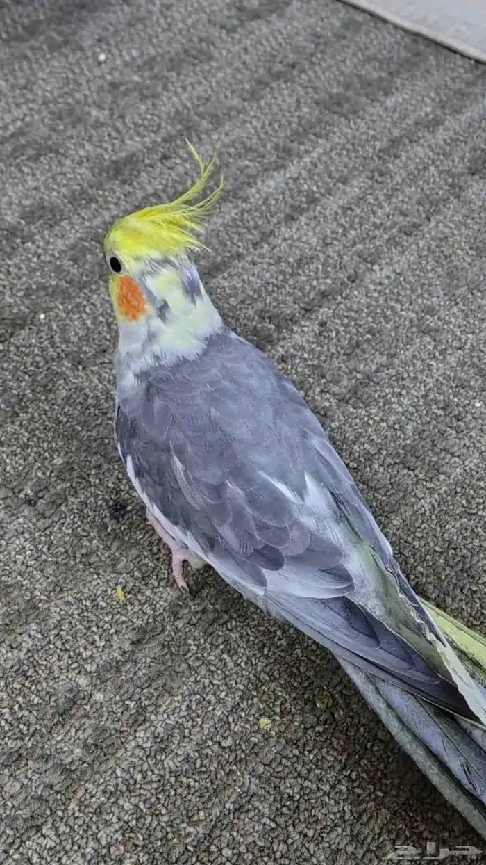 Tamed cockatiel pair 8