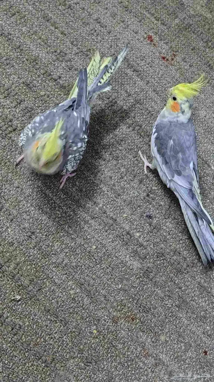 Tamed cockatiel pair 3