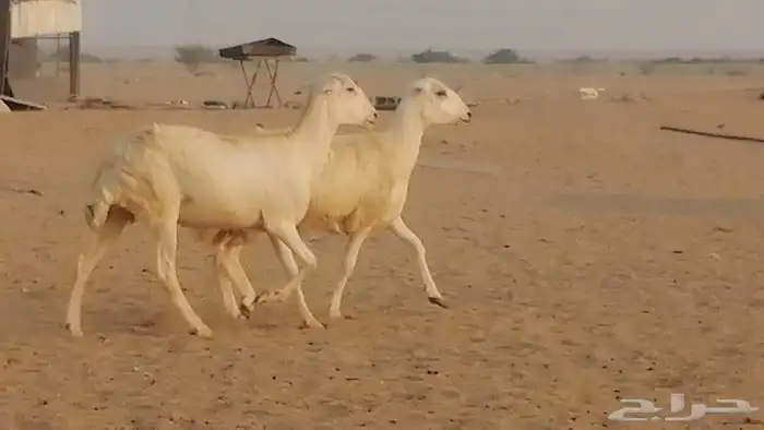 رخال ميديات دفيع عددها 2 راس 2