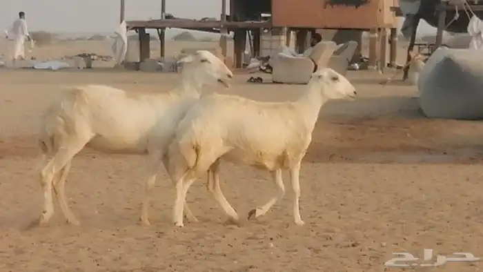 رخال ميديات دفيع عددها 2 راس 0