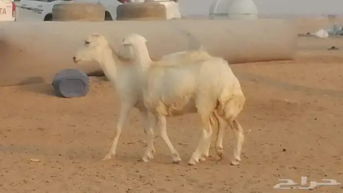 رخال ميديات دفيع عددها 2 راس 16