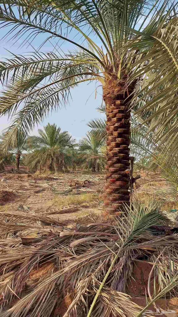 نخل للبيع بسعار مناسبة مقاسات مختلفه 8
