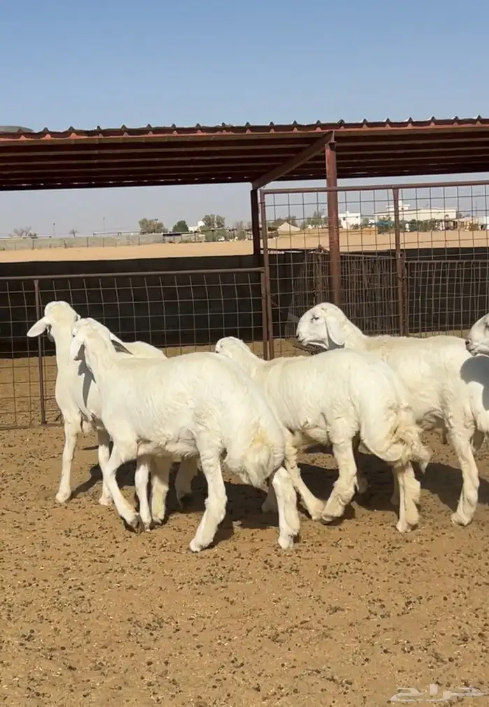 مشاريع فحول حري صنف عدد 5 3