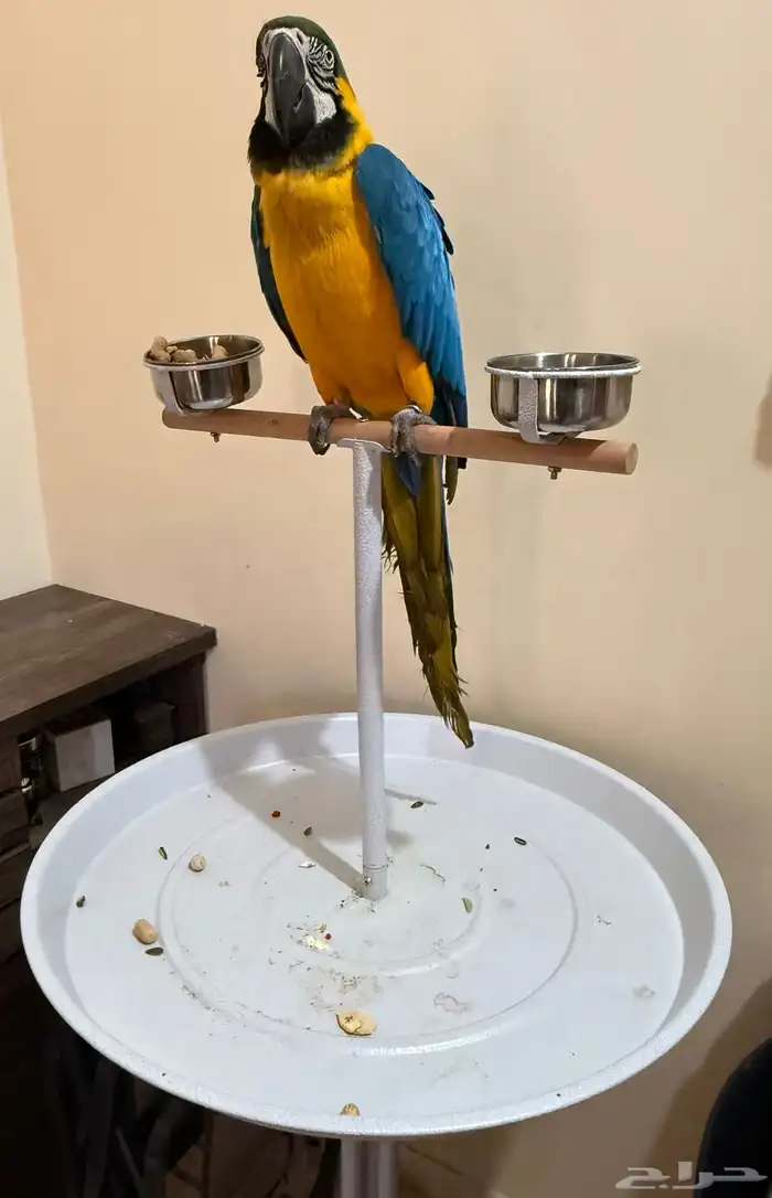 ببغاء مكاو اليف و متكلم 4