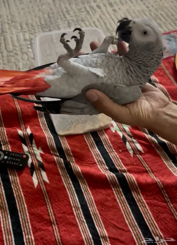 كاسكو ثلجي هدد 2