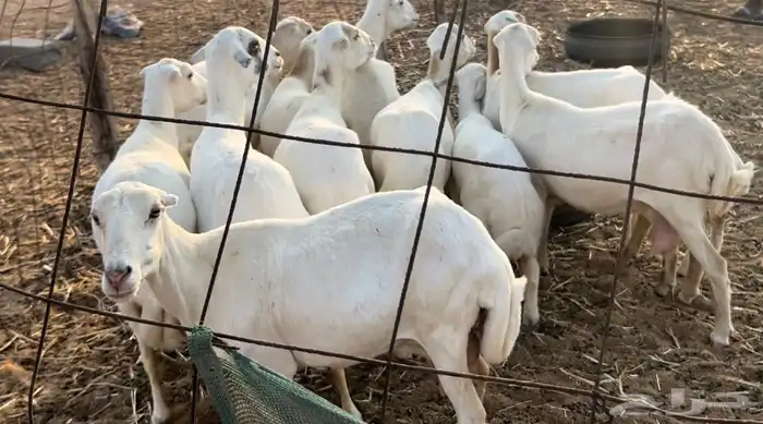 غنم رفيديات طيبات بالحيل خلفات ودفيع من طلي حري فاخر. 2