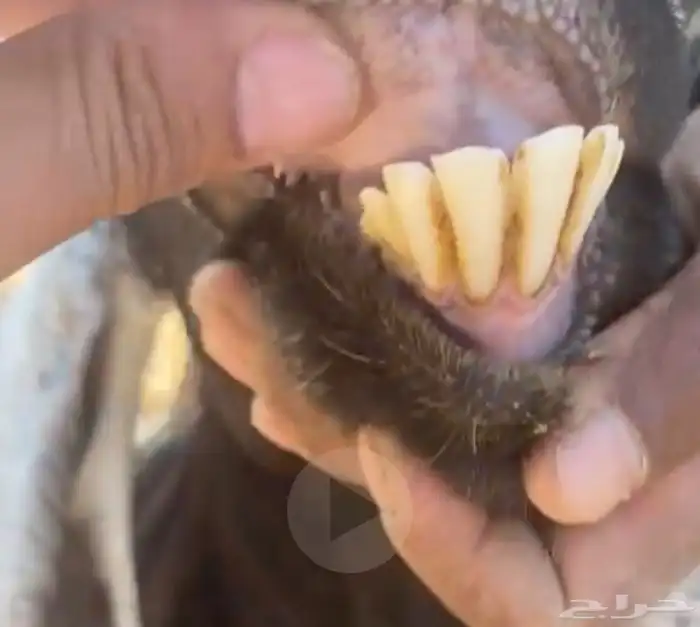 معزى عوارض مضاريع 3 4