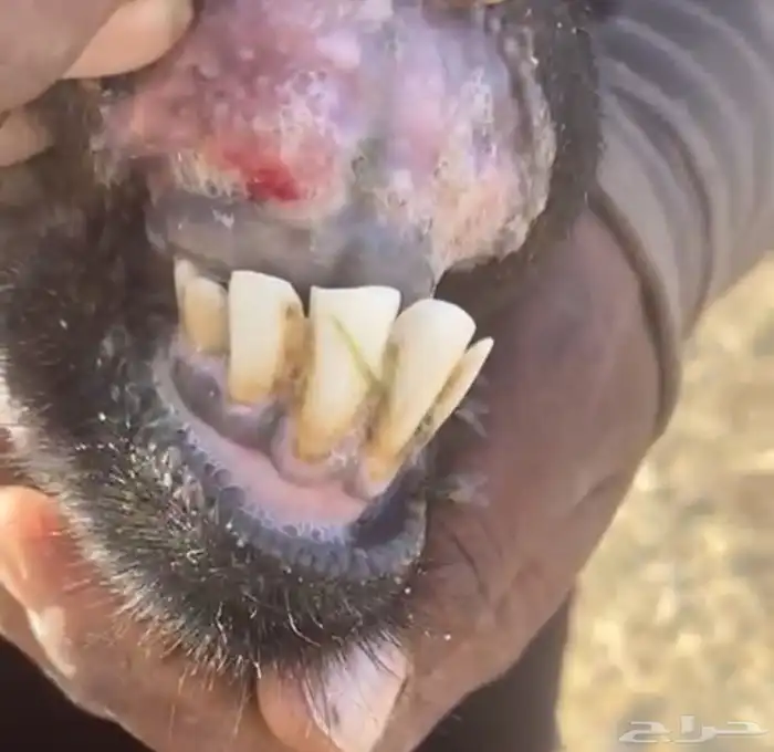 معزى عوارض مضاريع 3 2