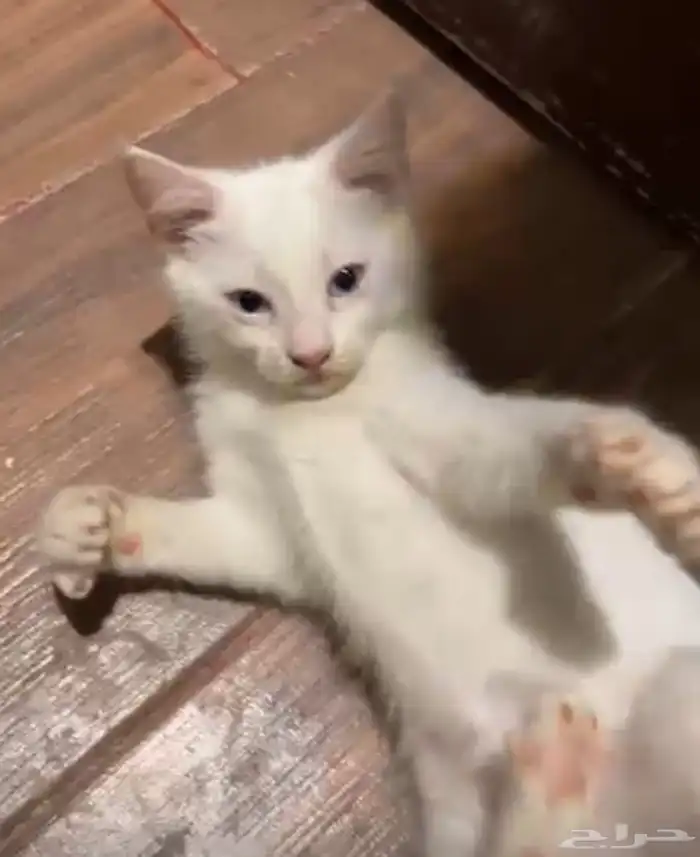 قطط للتبني مجانا 1