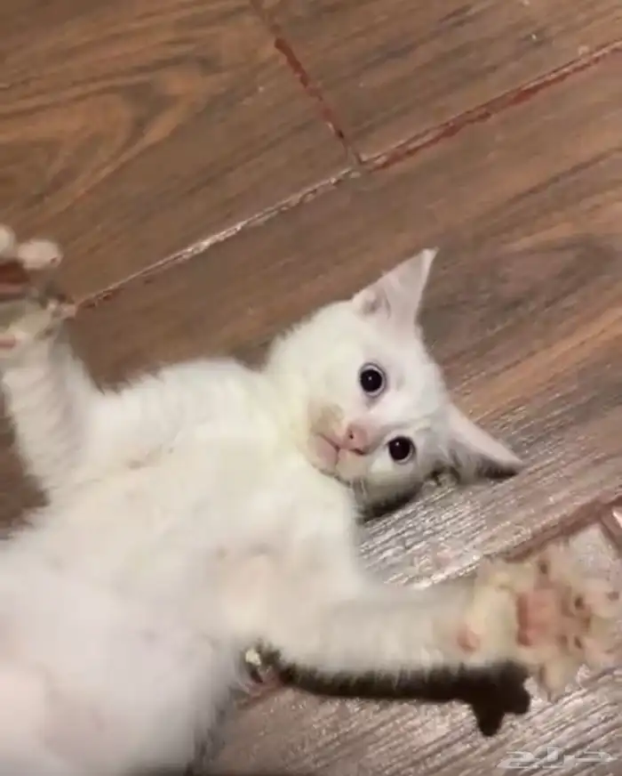 قطط للتبني مجانا 0
