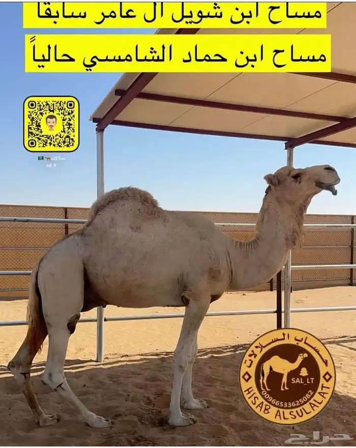 عشرا بكر تحتها بكره ثنيه شكل وسلاله 2