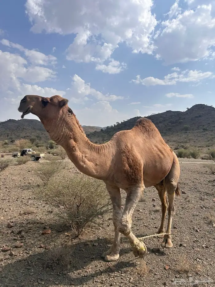 بعير للبيع 3
